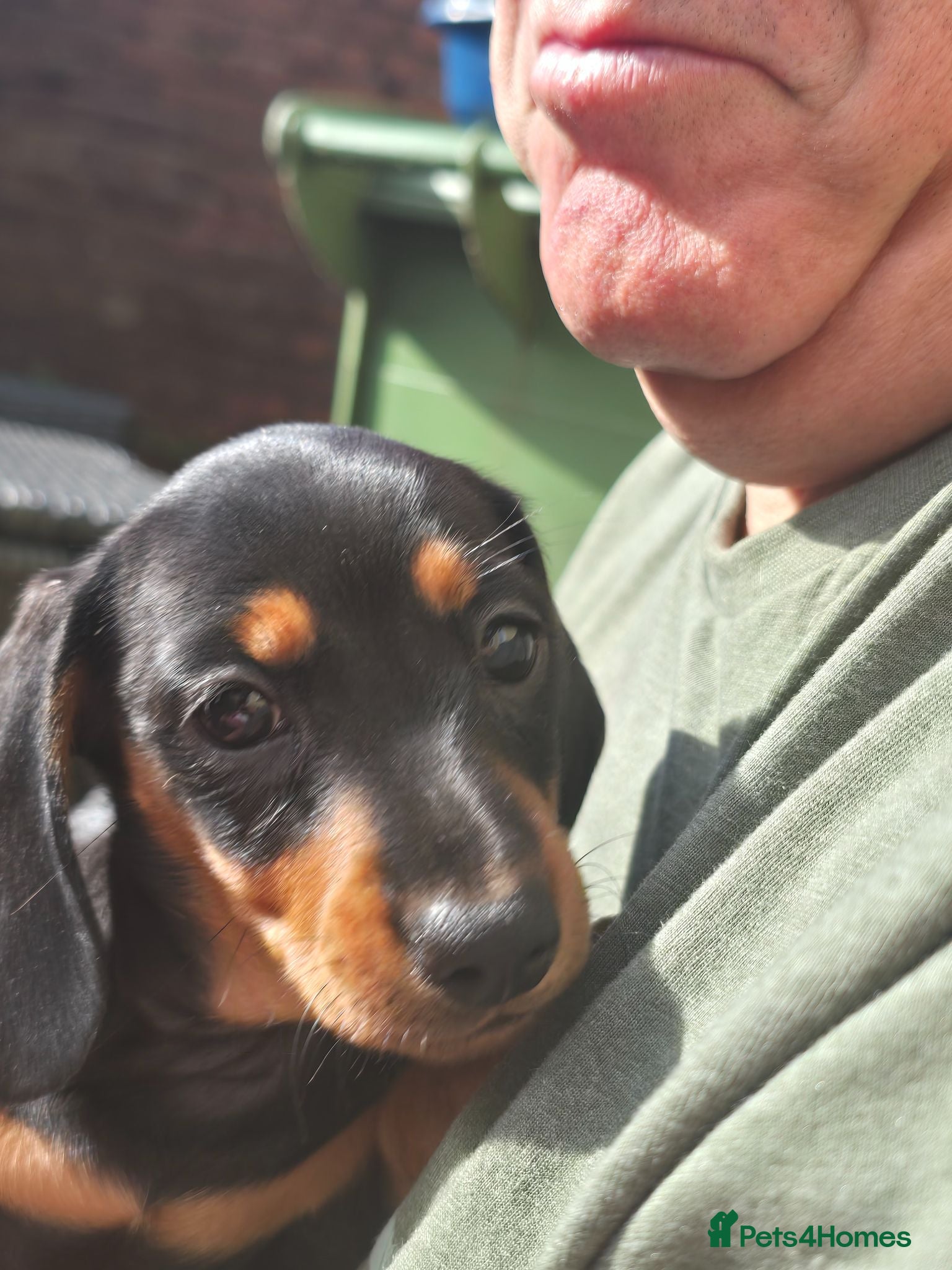 Miniature Dachshund dogs Only 1 gorgeous wee girl available - Advert 1
