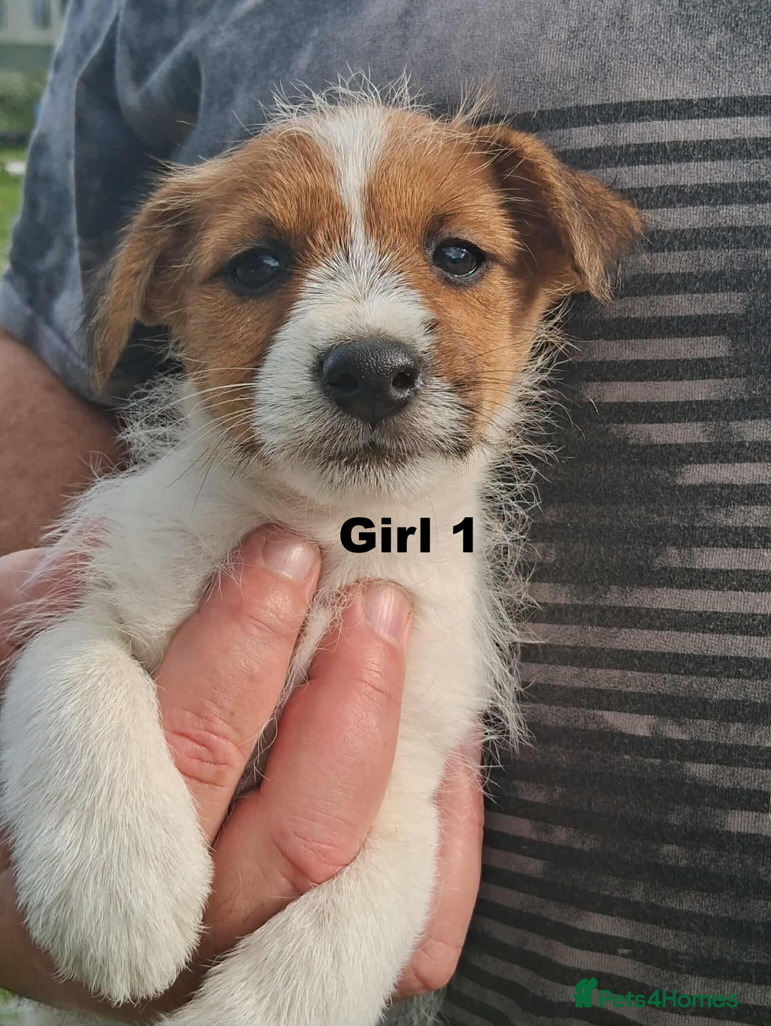Jack Russell dogs for sale: Pure Jack Russell puppies - Image 7