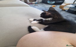 American Shorthair cats for sale: Kittens for sell, ready to go now!  - Image 2