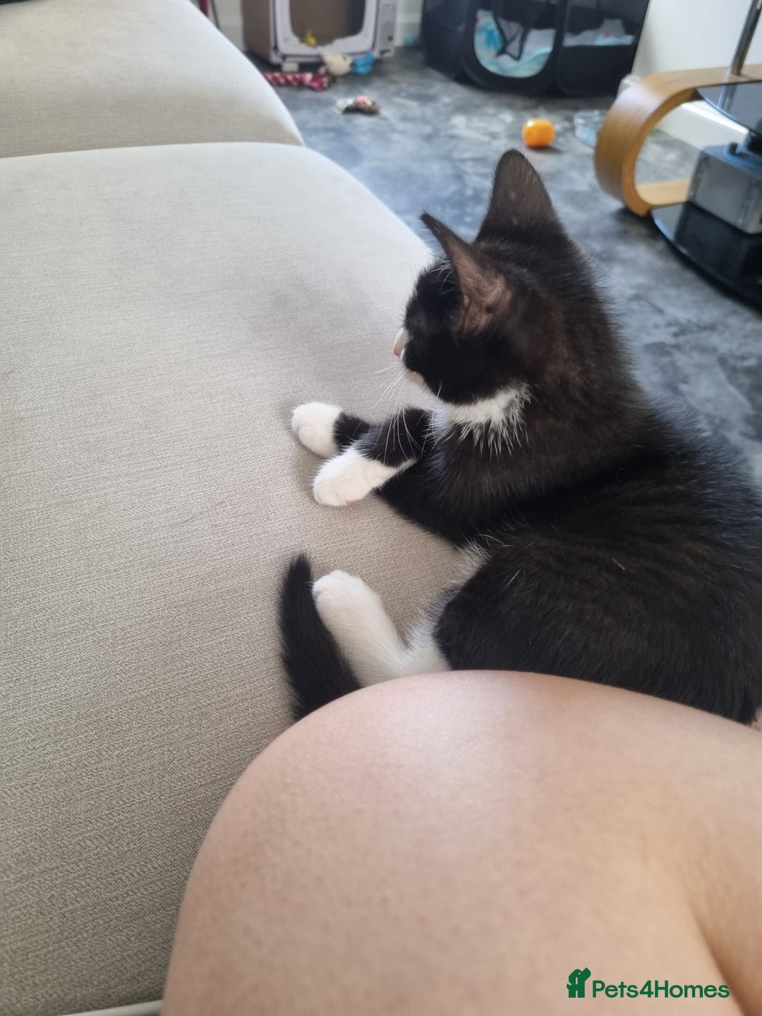 American Shorthair cats for sale: Kittens for sell, ready to go now!  - Image 2