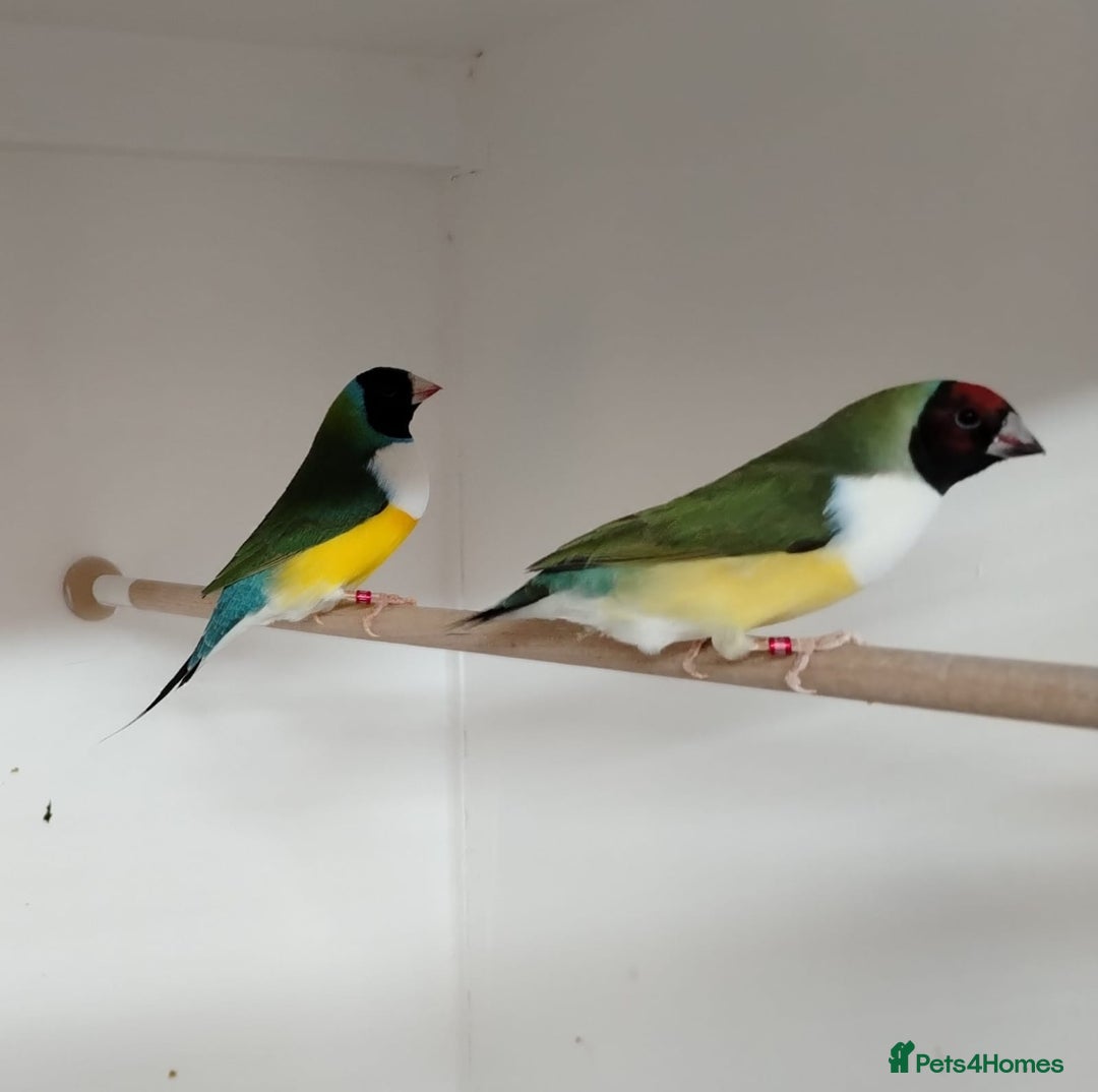 Finches birds for sale: Colourful Gouldian Finches!!! - Advert 4
