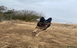 German Shepherd dogs for sale: Bluebell - Image 2