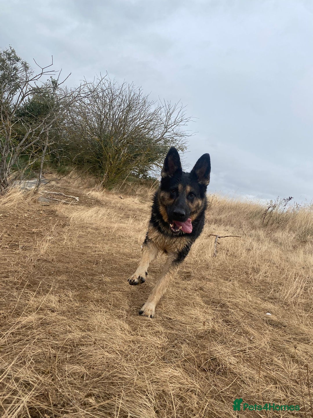 German Shepherd dogs for sale: Bluebell - Image 2