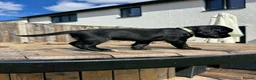 Cocker Spaniel dogs for sale: Black Cocker Spaniel Puppies - Advert 13