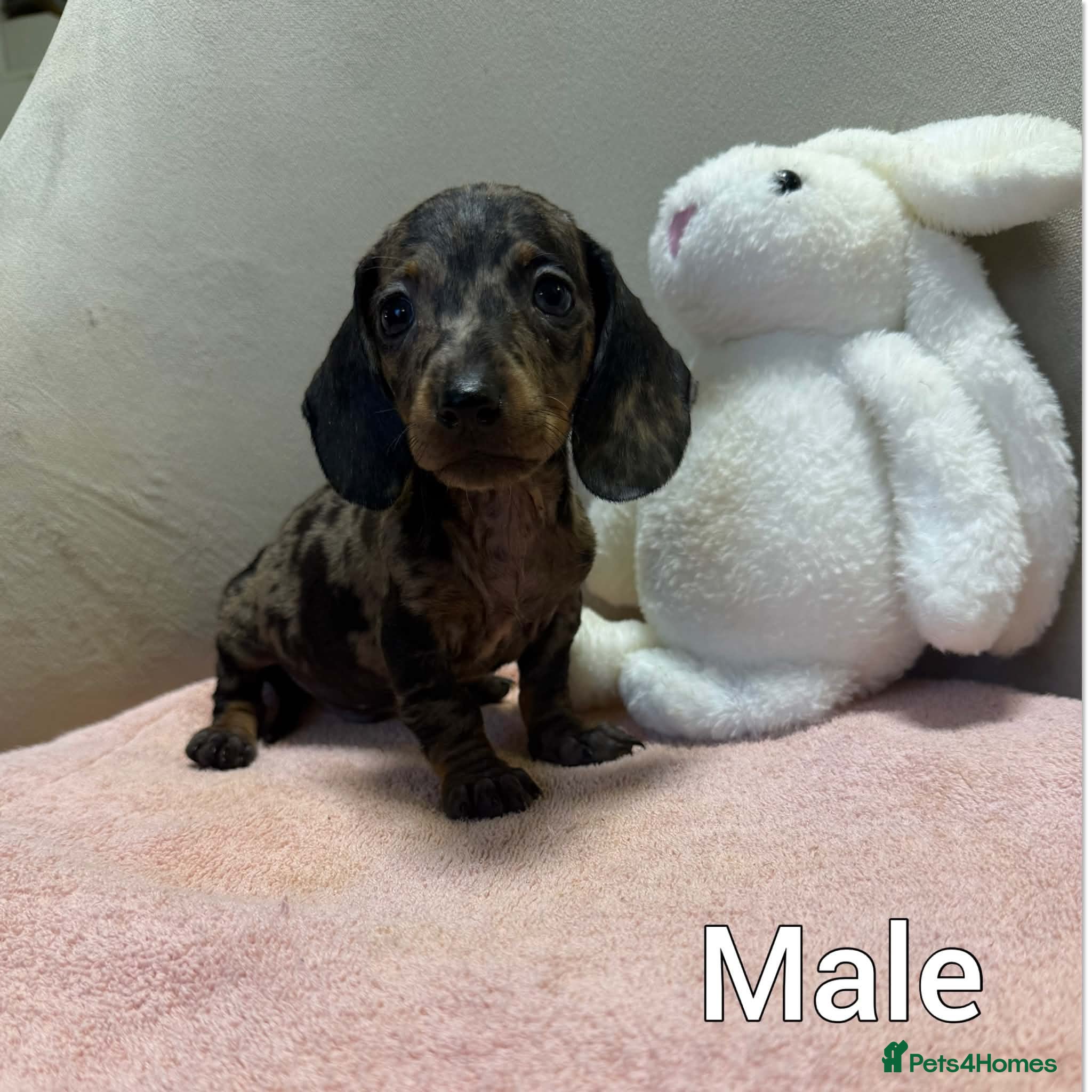 Miniature Dachshund dogs Miniature dachshund  - Advert 1