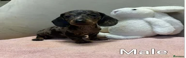 Miniature Dachshund 1