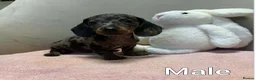 Miniature Dachshund dogs for sale: Miniature dachshund  - Advert 1