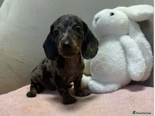 Miniature Dachshund dogs Miniature dachshund - Advert 14