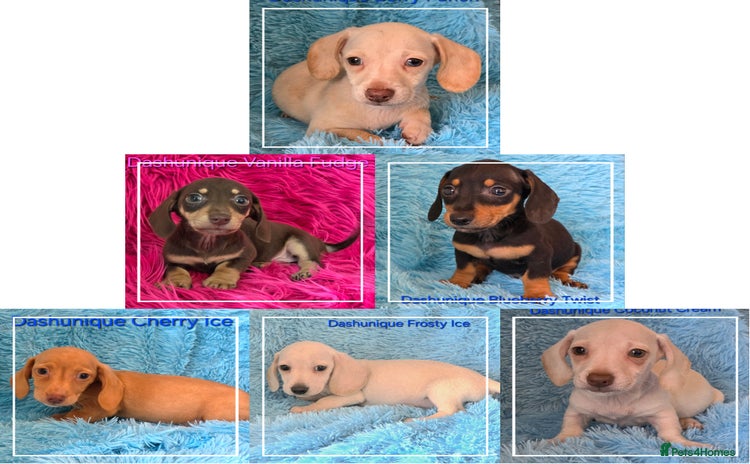 Miniature Dachshund dogs - Advert 9