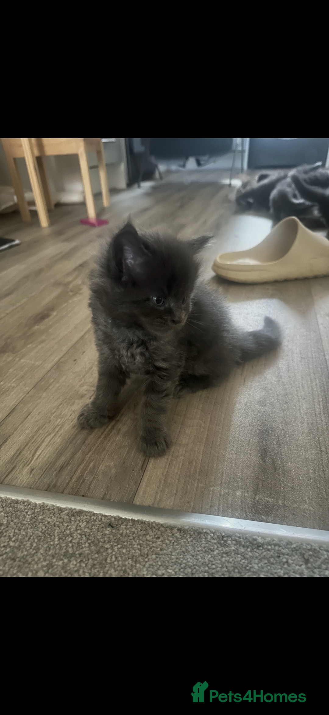 Maine Coon cats for sale: Maine coon kittens full breed xl dad blue/smoked  - Advert 8