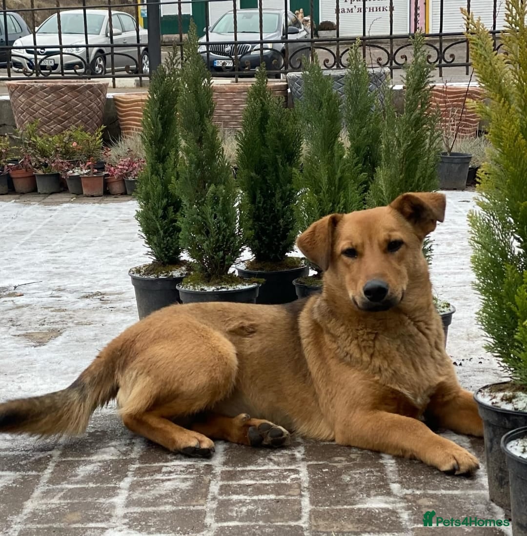 Mixed Breed dogs for adoption: 💖🐶 RAHDA 🐶💖 - Image 11