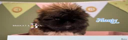 Pekingese dogs for sale: 💙OUTSTANDING QUALITY BOY 💙 champion lines in Gateshead - Advert 17
