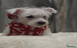 West Highland Terrier dogs for sale: Ready to leave now fully vaccinated 💕 - Image 7