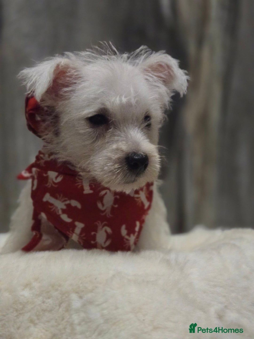 West Highland Terrier dogs for sale: Ready to leave now fully vaccinated 💕 - Image 7