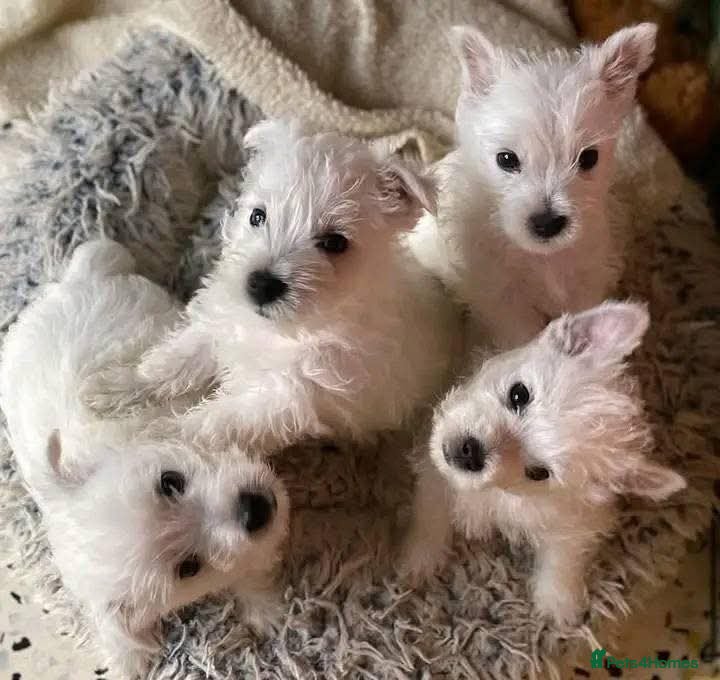 West Highland Terrier dogs for sale: KC REG AND AVAILABLE TO COLLECT in Bury - Advert 3