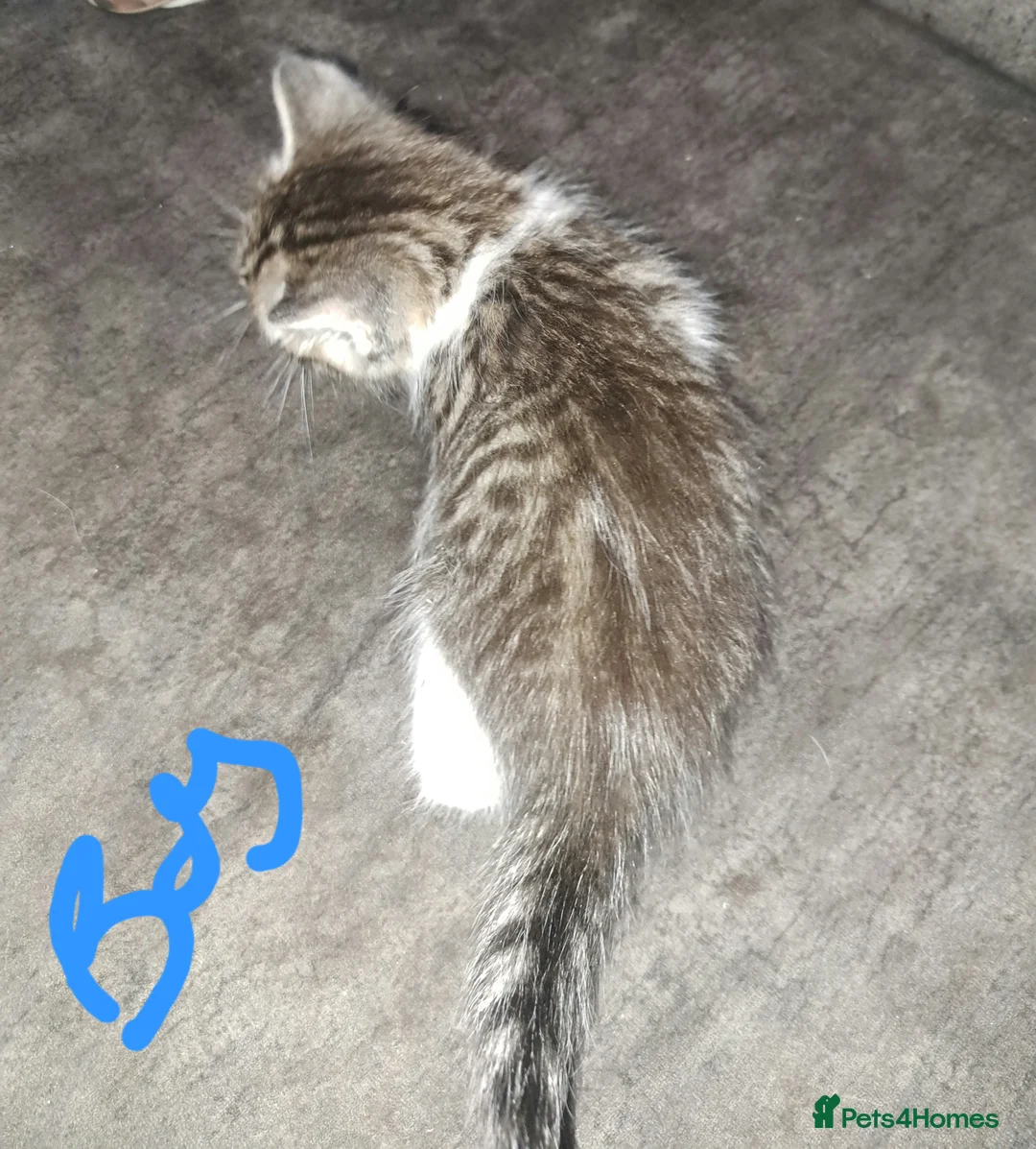 Ragdoll cats for sale: Stunning ragdoll cross tabby kittens  - Advert 9