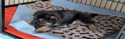 German Shepherd dogs for sale: Beautiful German Shepherd Puppy - Advert 11