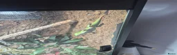 Gecko reptiles for sale: Phelsuma grandis gecko  in Southampton - Advert 8