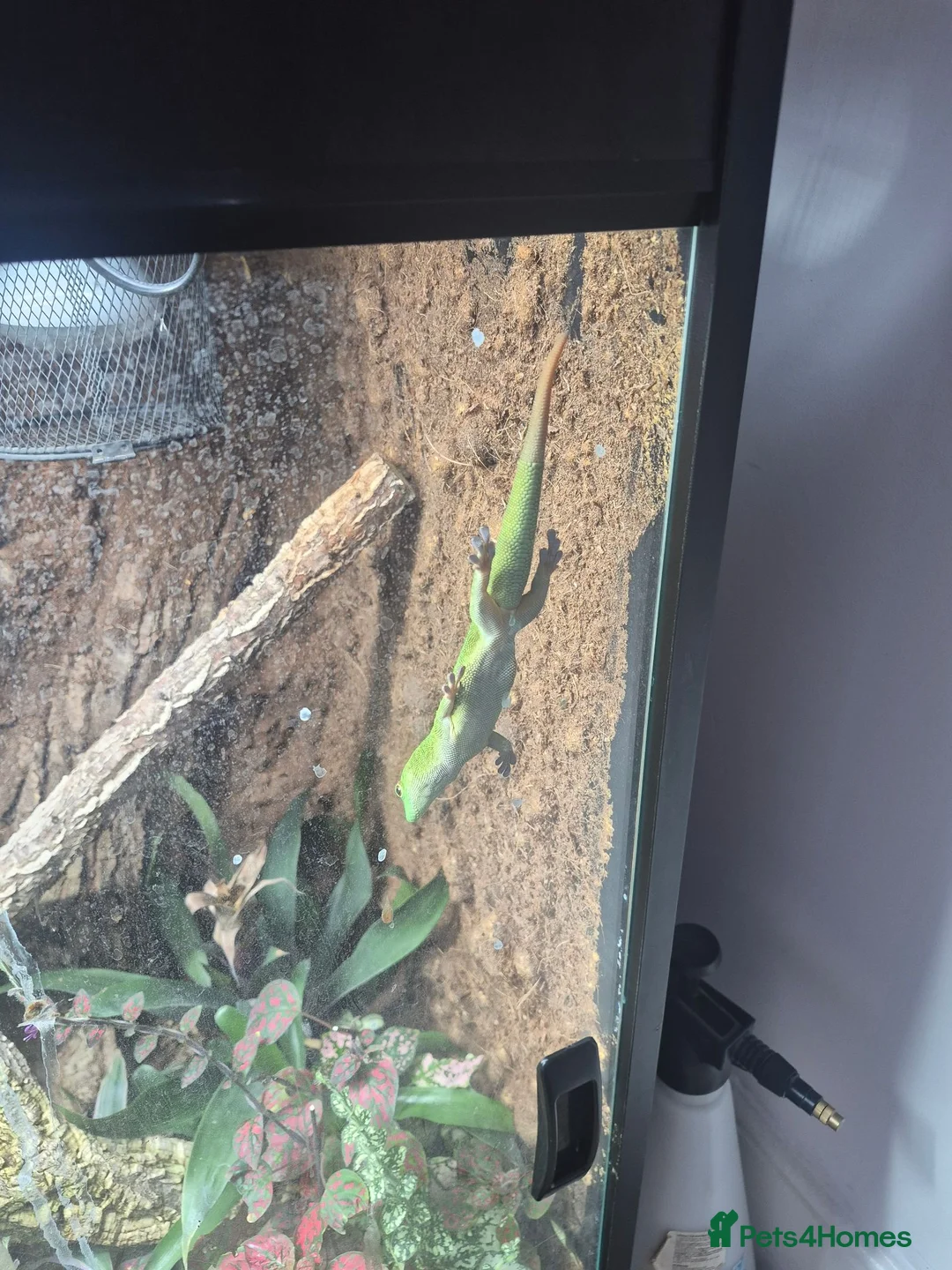 Gecko reptiles for sale: Phelsuma grandis gecko  in Southampton - Advert 8