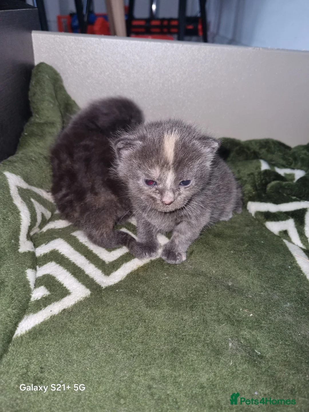Mixed Breed cats for sale: Kittens  - Advert 11