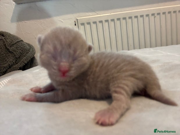 British Shorthair cats - Advert 3