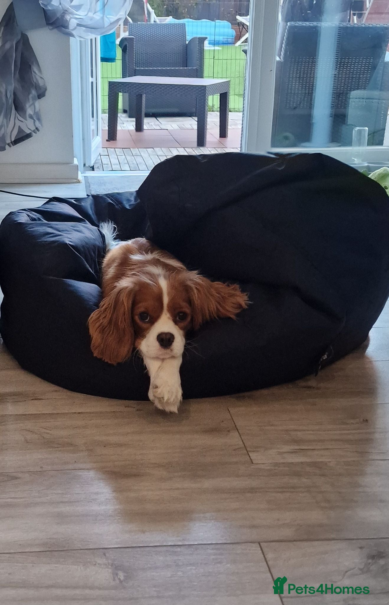 Cavalier King Charles Spaniel dogs Cookie - Advert 2