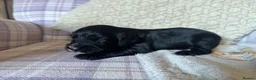 Cocker Spaniel dogs for sale: Cocker Spaniel puppies for sale - Advert 15