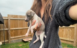 Whippet dogs for sale: OUTSTANDING PRESTIGIOUS LAGUNA BLUE WHIPPETS! KC - Image 35