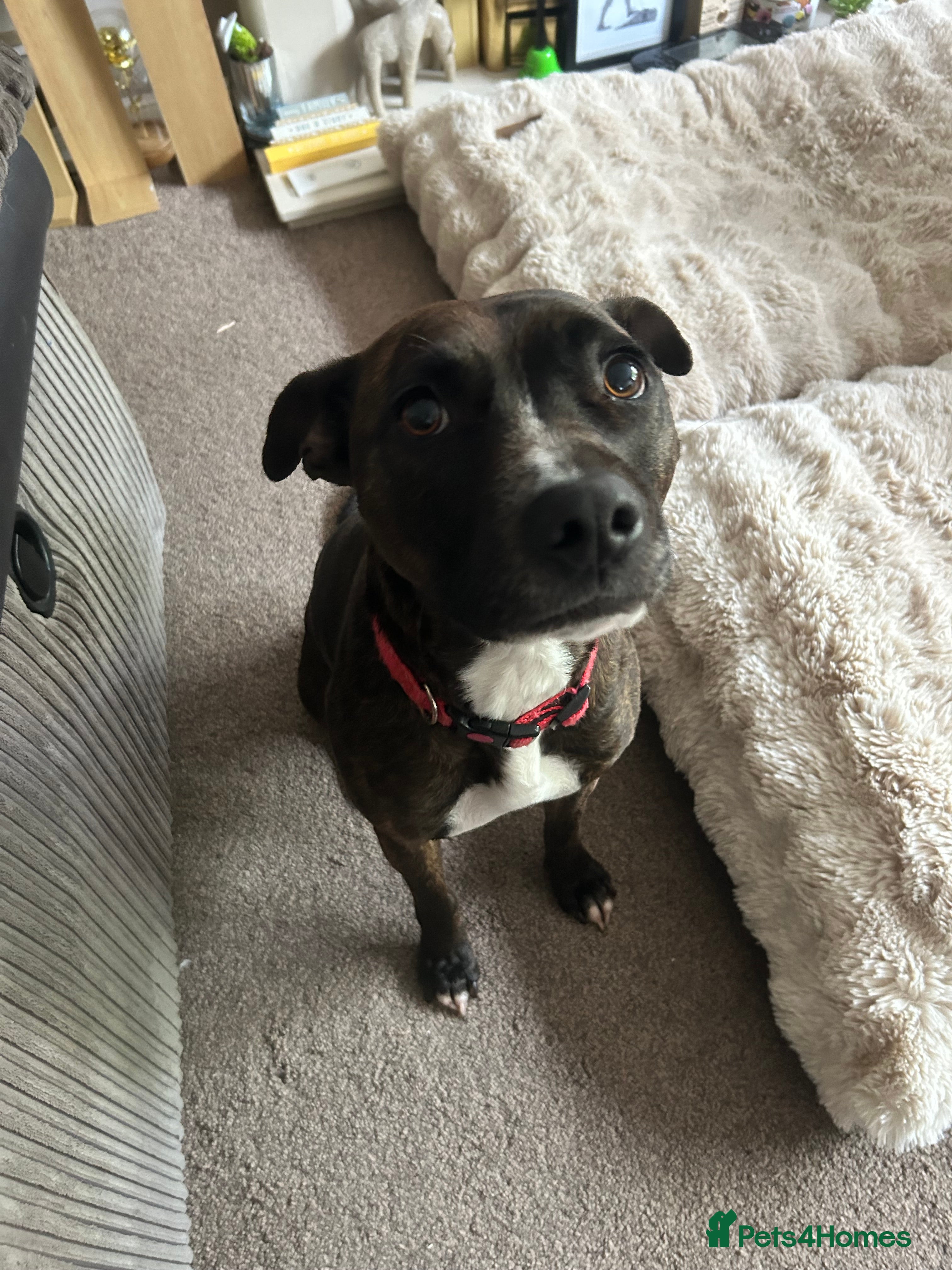 Staffordshire Bull Terrier dogs Luna - 4 in July (no puppies) - Advert 2