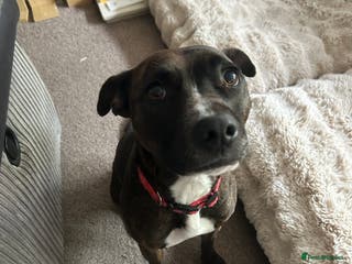 Staffordshire Bull Terrier dogs Luna - 4 in July (no puppies) - Advert 7