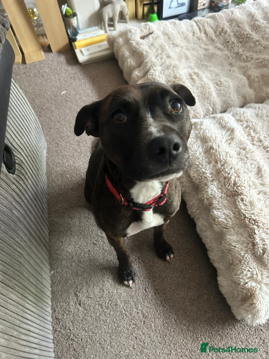 Staffordshire Bull Terrier dogs for sale: Luna - 4 in July (no puppies) - Advert 1