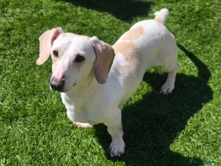 Miniature Dachshund dogs KC Smooth Cream Piebald - Advert 20