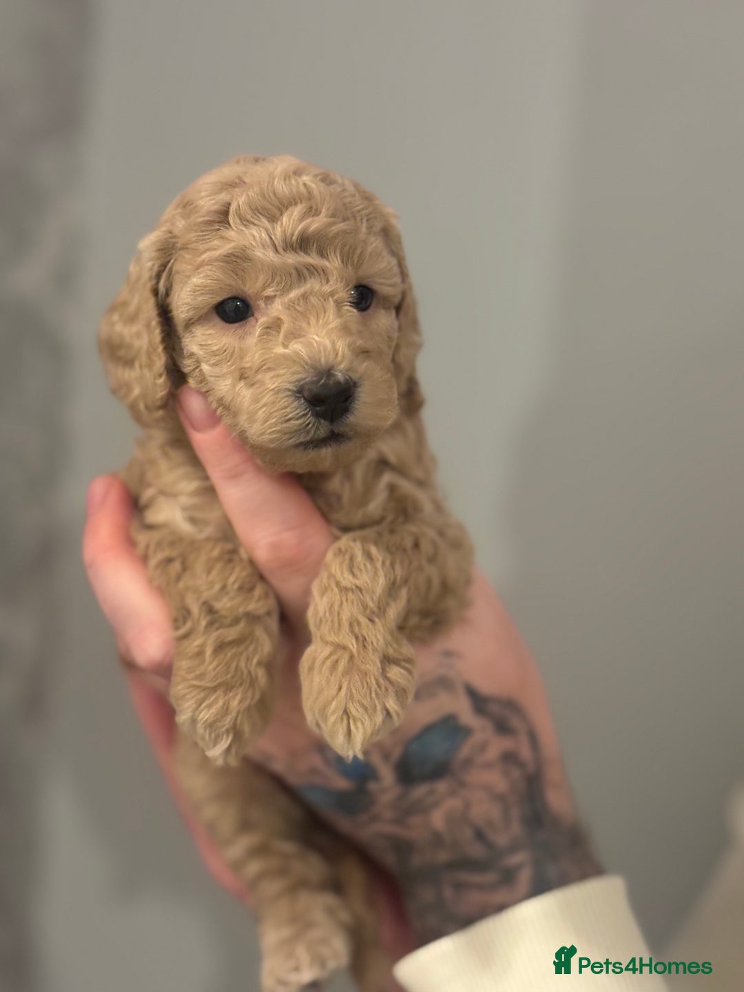 Toy Poodle dogs for sale: Toy poodle puppies *Ready for  ** * - Advert 23