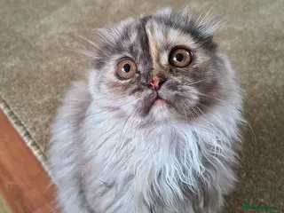Scottish Fold cats Scottish fold and straight ear girl's ❤️ - Advert 10