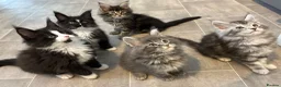 Maine Coon cats for sale: AMAZING TICA MAINE COON KITTENS  - Advert 5