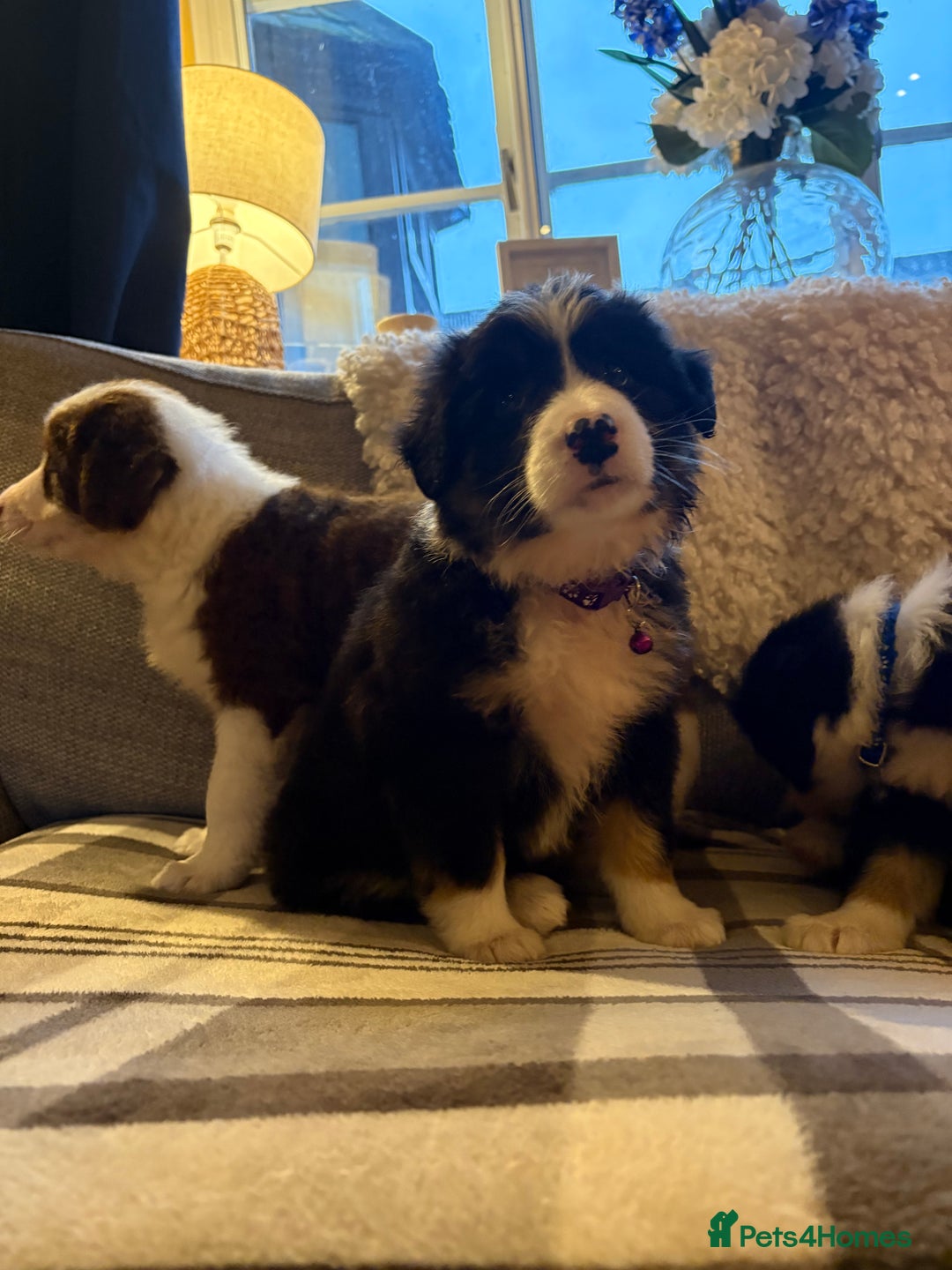 Bearded Collie dogs for sale: 💥3/4 beautiful BEARDIE BOY! 💥 - Advert 23