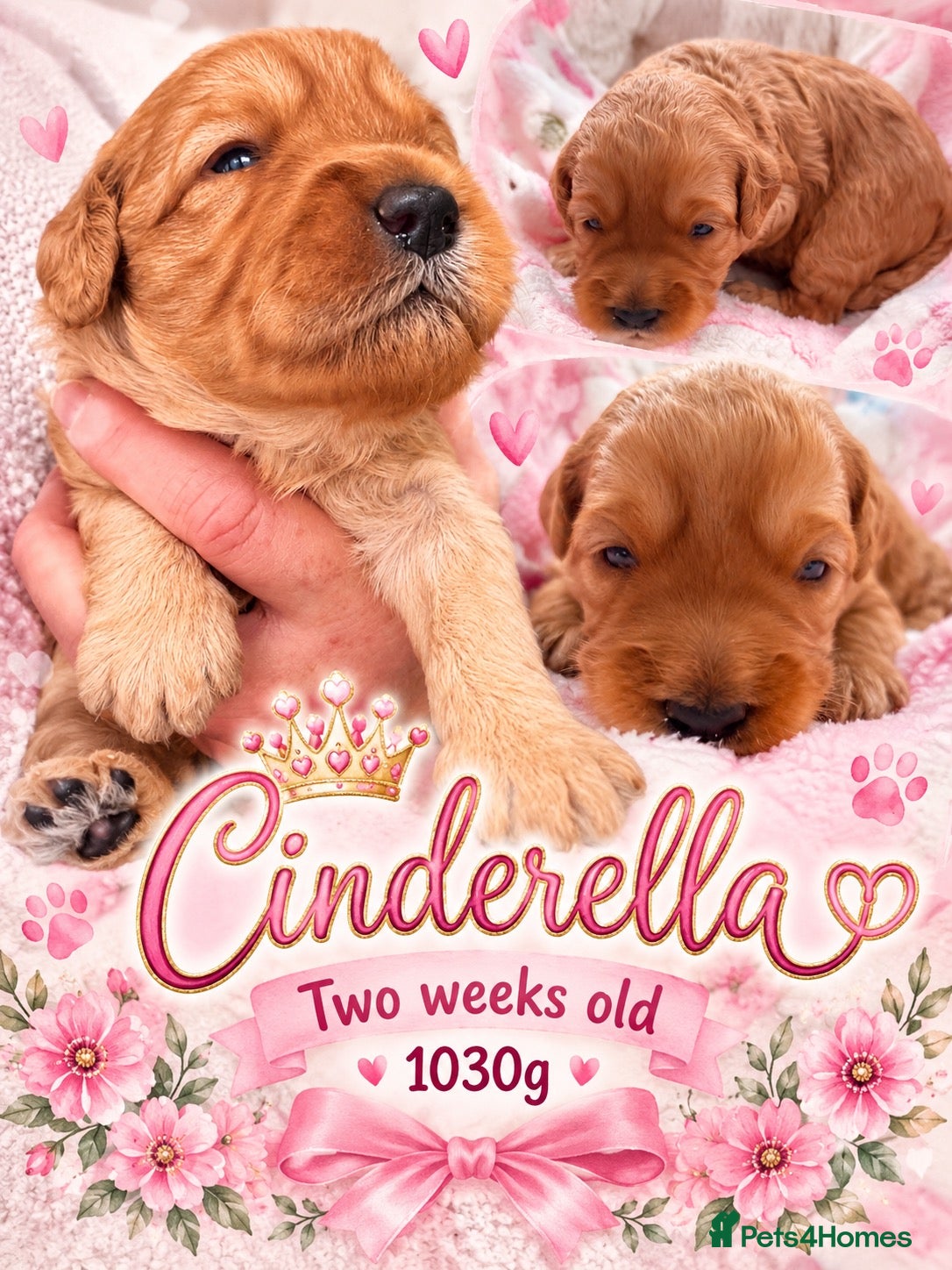 Australian Labradoodle dogs Multigenerational Australian Labradoodle Puppies - Advert 5