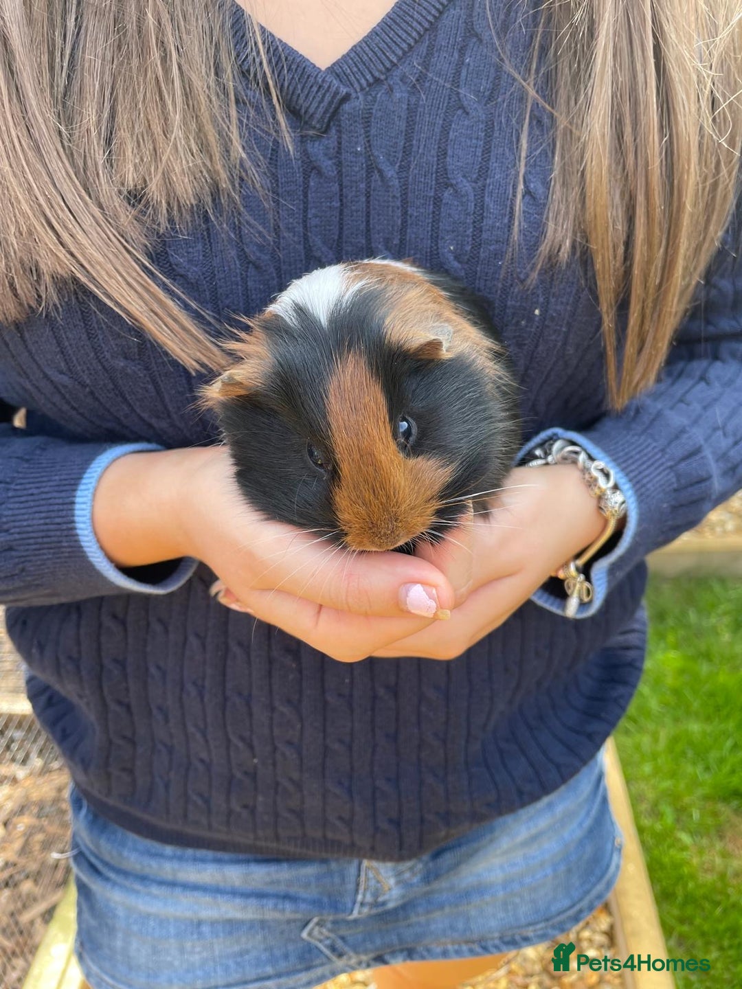 Guinea Pig rodents for sale: Female guinea pigs - Image 2