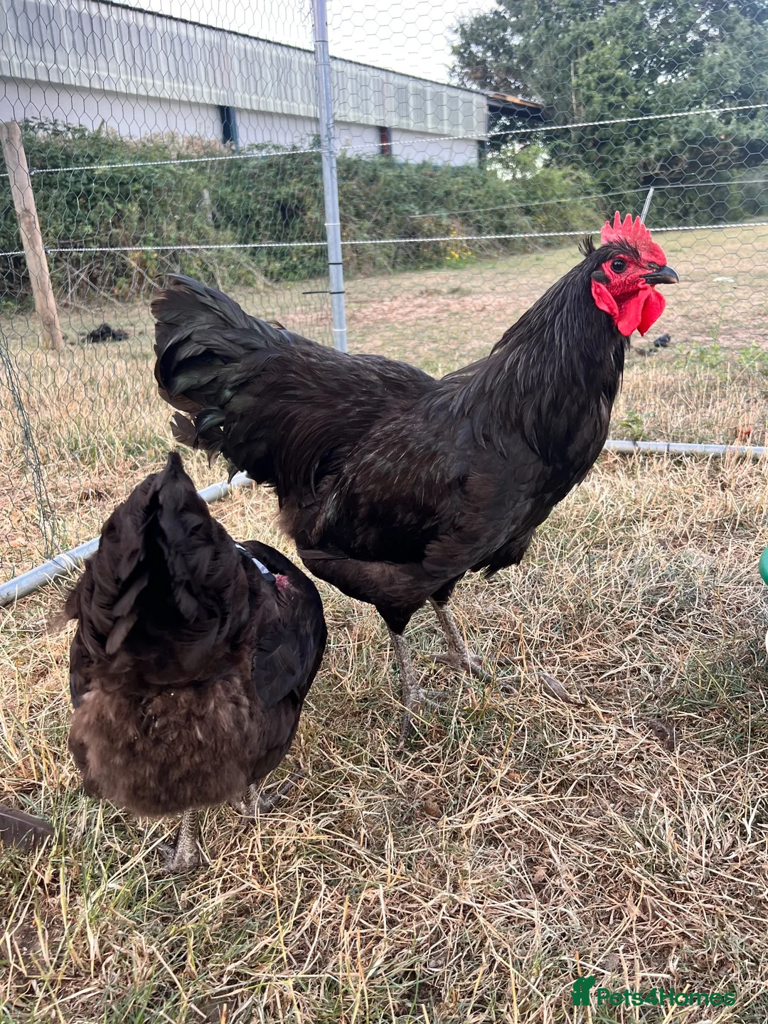 Chickens poultry for sale: Jersey giant pair 2025 hatched  - Advert 1