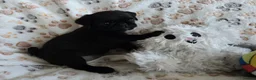 Pug dogs for sale:  2 PUG PUPPIES remain! K. C. registered - Advert 13