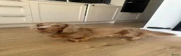 Miniature Dachshund dogs for stud: Long-Haired Miniature Dachshund Stud– Isabella Tan - Advert 3