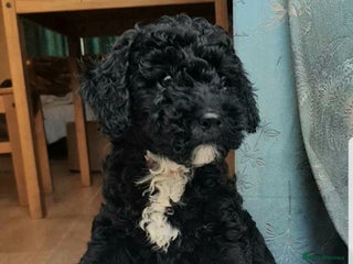 Sproodle dogs SPROODLE PUPS, (Min. Sproodle/Toy Poodle) F1b - Advert 4