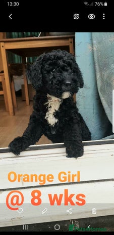 Sproodle dogs SPROODLE PUPS, (Min. Sproodle/Toy Poodle) F1b - Advert 11