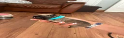 Pug dogs for sale: KC Registered Pug Puppies - Advert 15