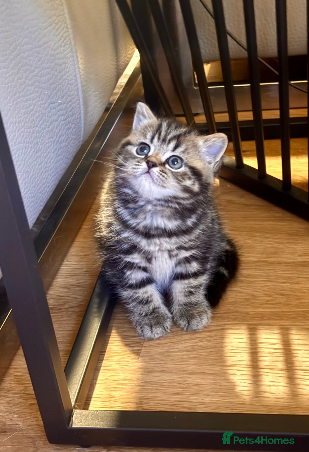 British Shorthair cats for sale: Sunning BSH kittens - ready for  **   - Advert 13