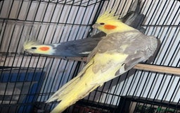 Cockatiels birds for sale: bird cockatiel  - Image 1
