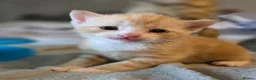 Mixed Breed cats for sale: 3 gorgeous kittens looking for their forever homes - Advert 9