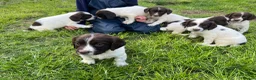 English Springer Spaniel dogs for sale: Traditional English Springer Spaniels  - Advert 22