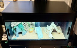 Bearded Dragon reptiles for sale: Zero Bearded Dragon plus full setup - Image 9