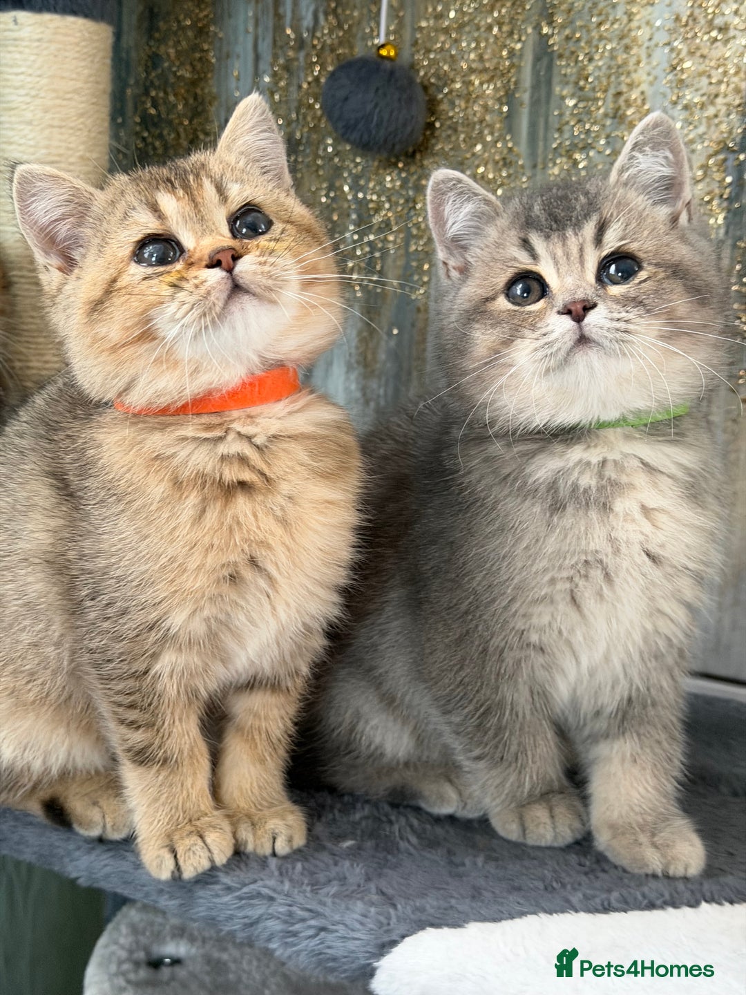 British Shorthair cats for sale: British shorthair Golden kittens TICA - Advert 10